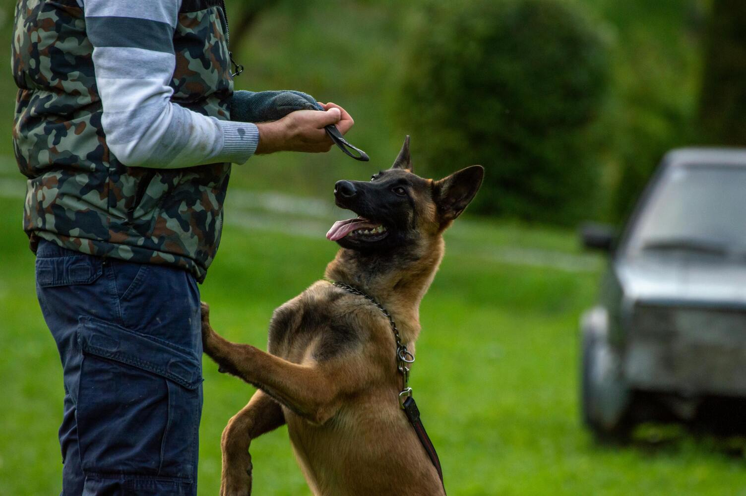 Pet Obedience Training
