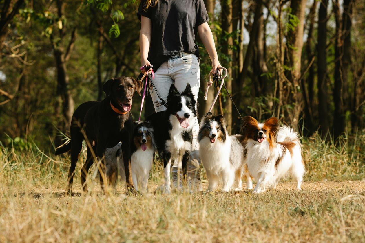 Group Pet Walks
