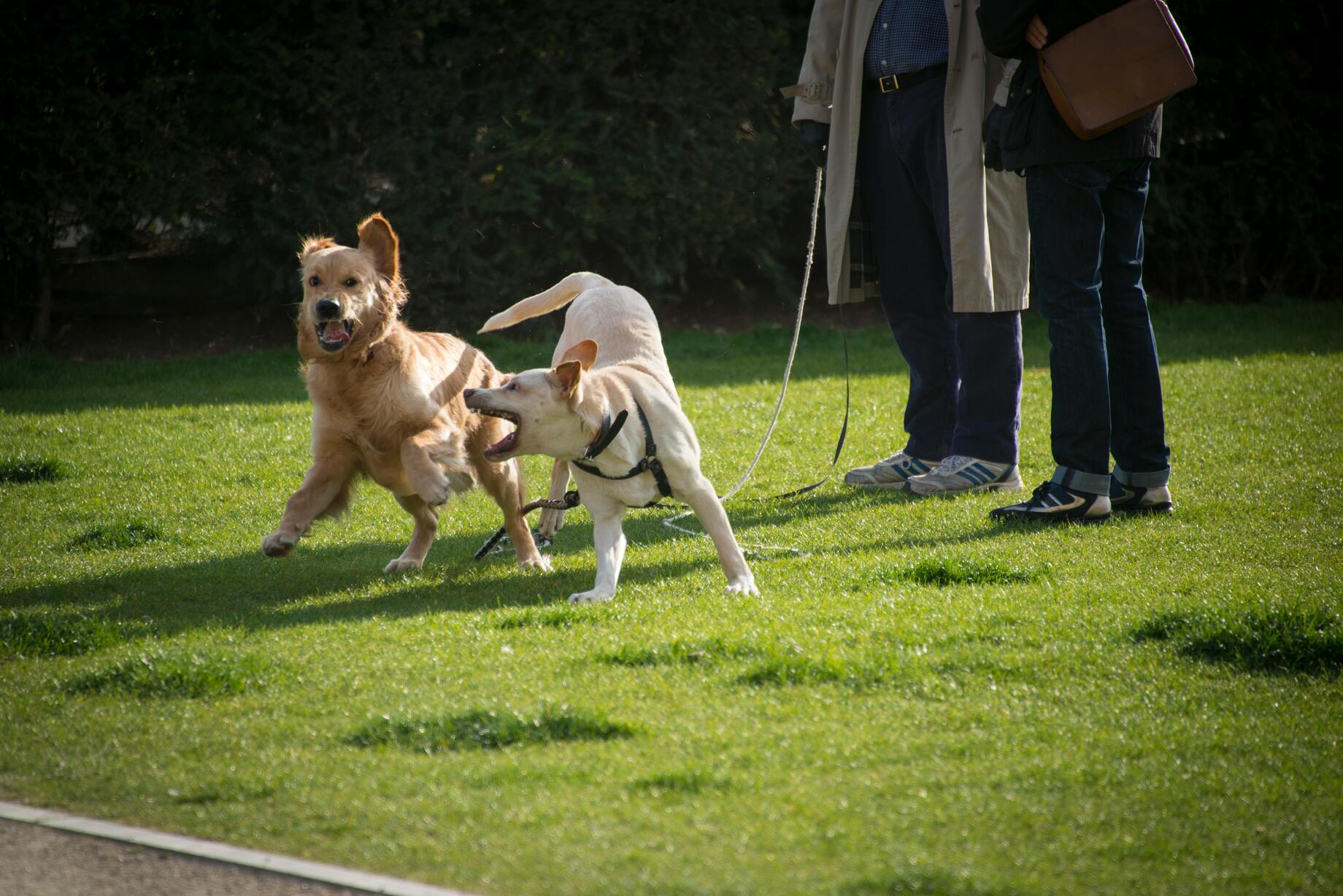 Pet Exercise Activities