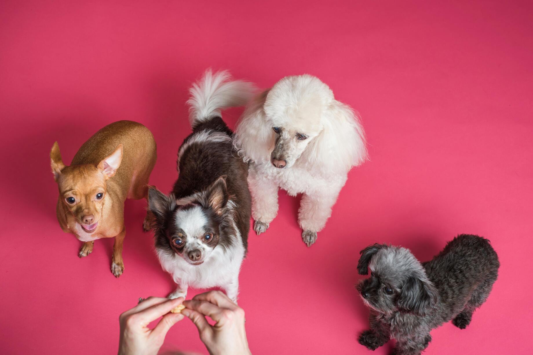 Puppy Training