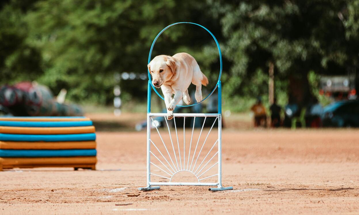 Advanced Pet Training