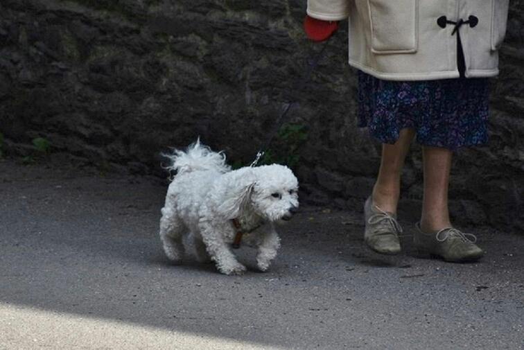 Senior Pet Walking