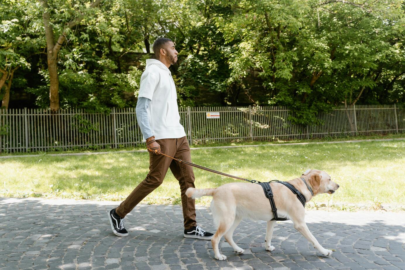 Daily Pet Walking