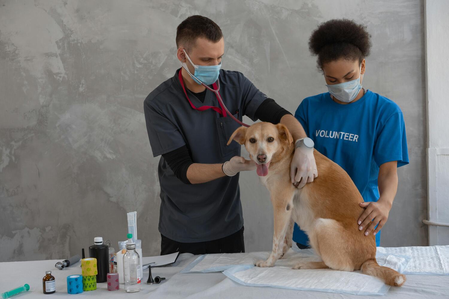 Dog Breeding Services