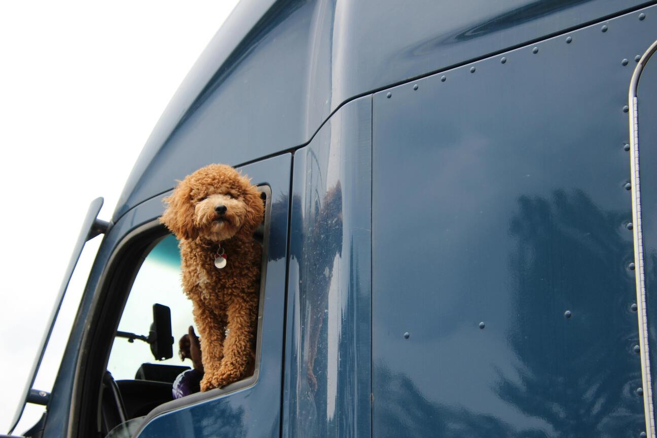 Pet Transport Services