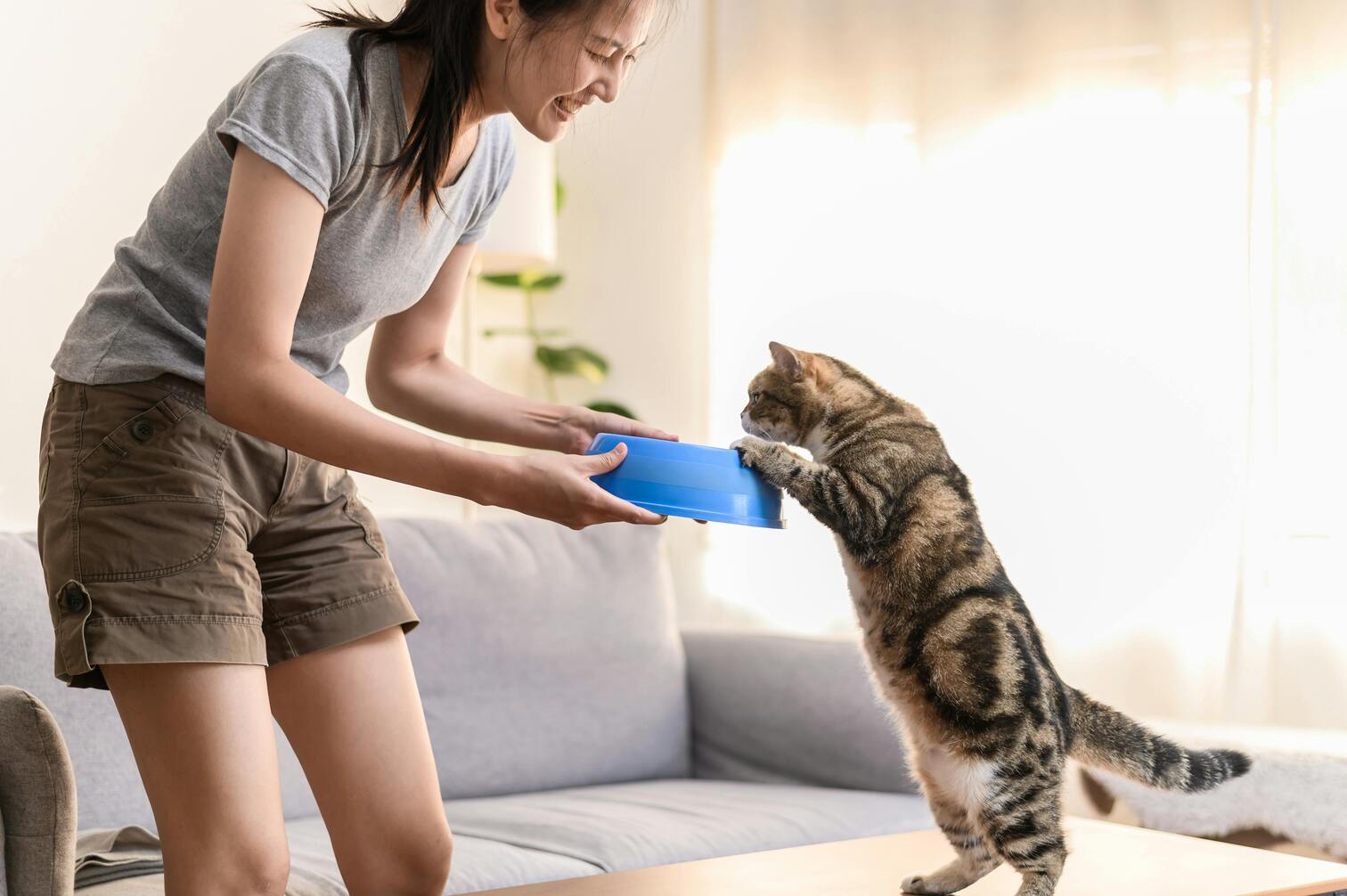 Cat Training