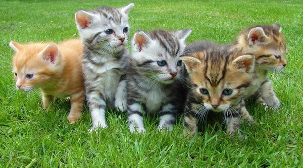 Cat Breeding Services
