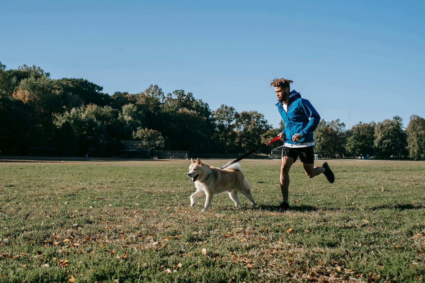 Adult Dog Training